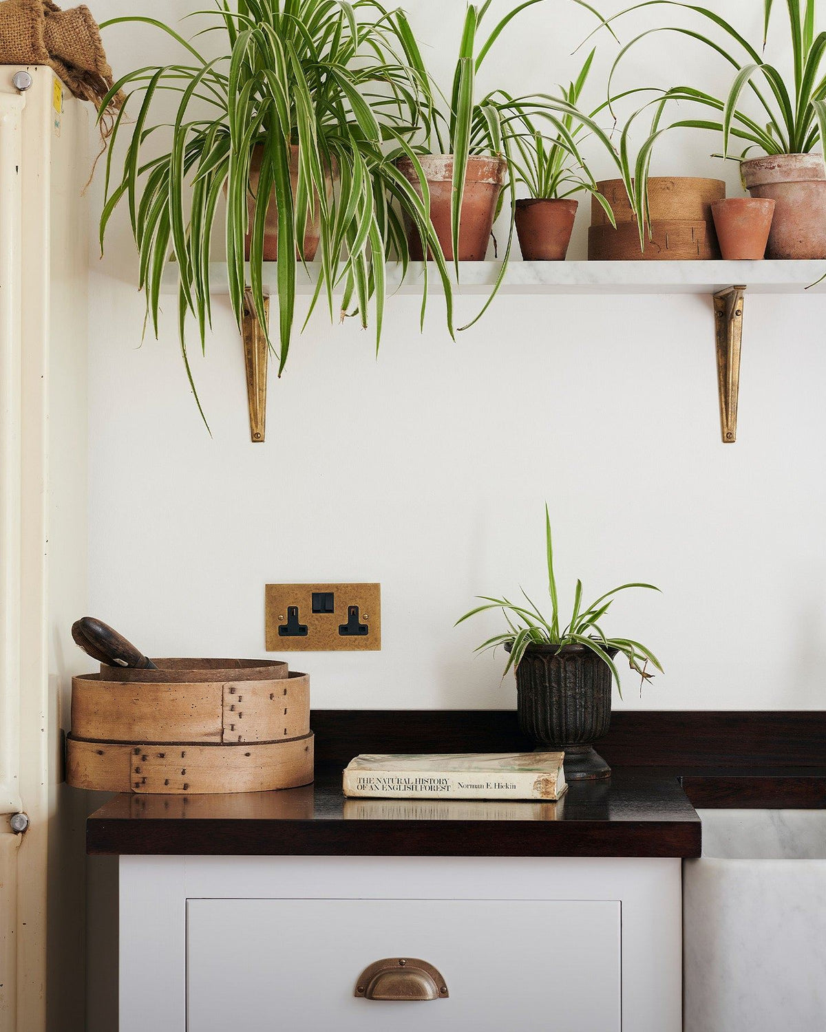 A close-up view of a classic 13 amp twin plug socket in a mottled aged brass finish on a white wall above a dark hardwood worktop. Lush spider plants in small terracotta pots hang down from a shelf above.|Aged Brass shown TEST