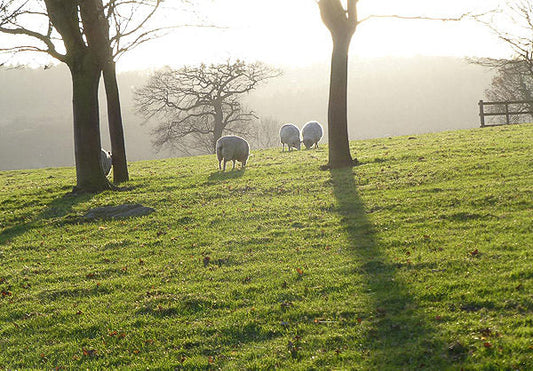 Every sheep has a silver lining