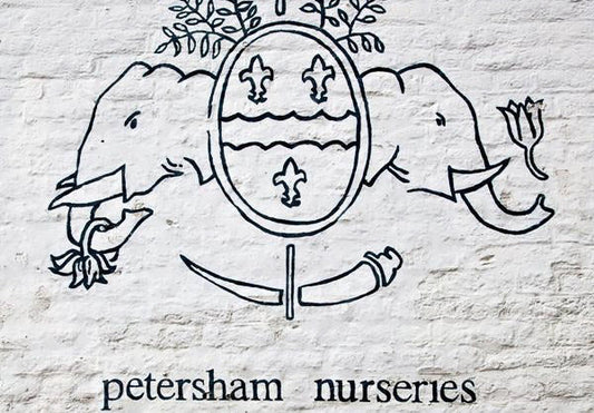 a sneaky visit to 'Petersham Nurseries'